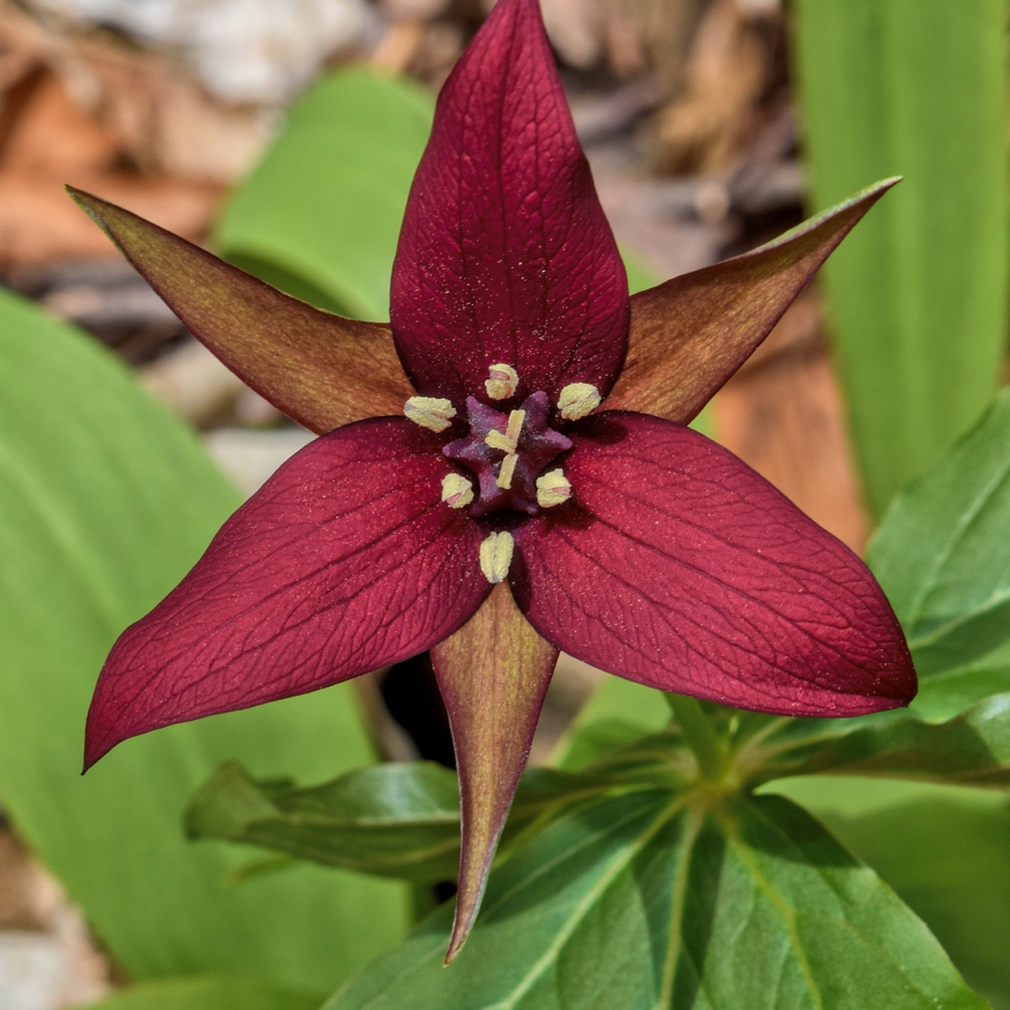 Purple Trillium Plant