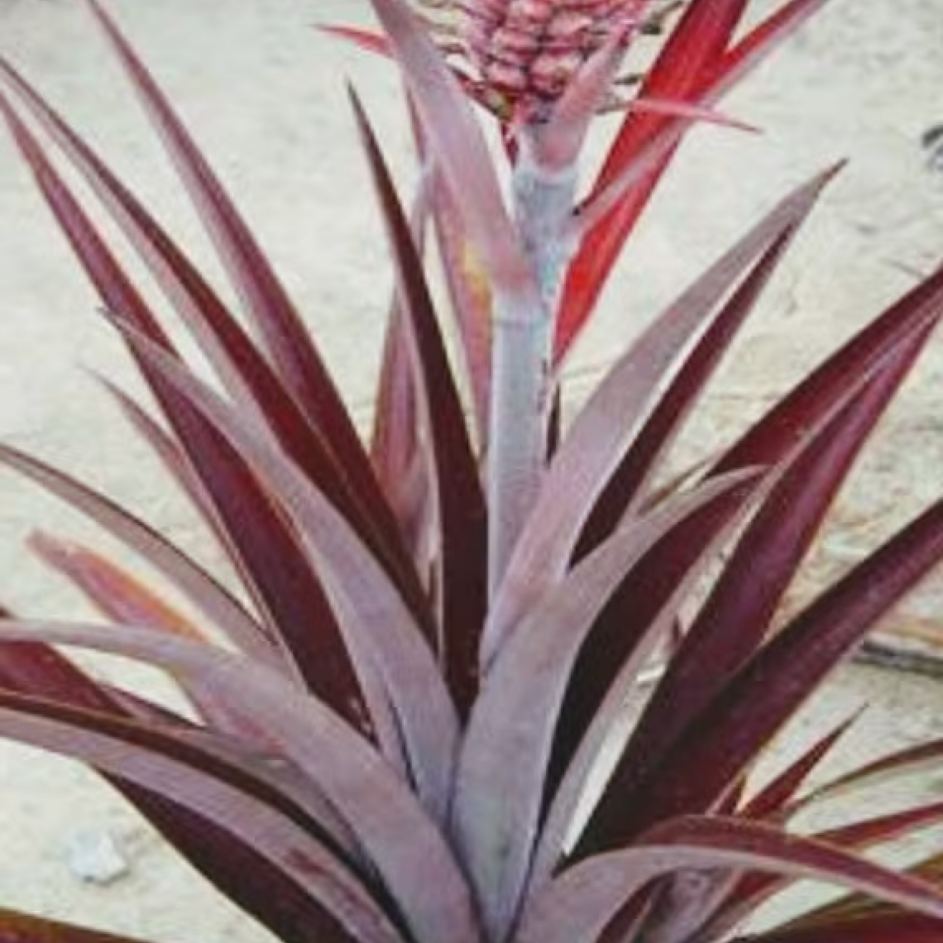 Pineapple Red Plant