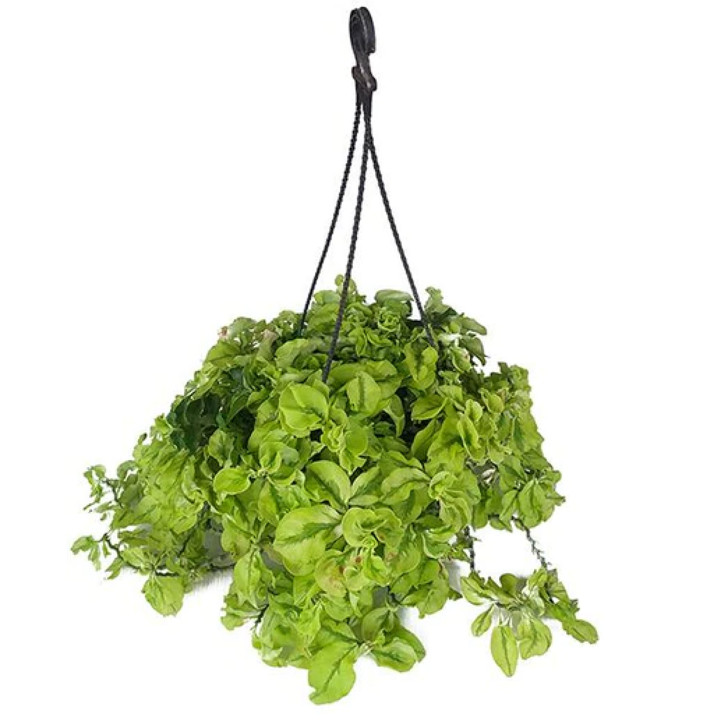 Pedilanthus (Hanging Basket) Plant