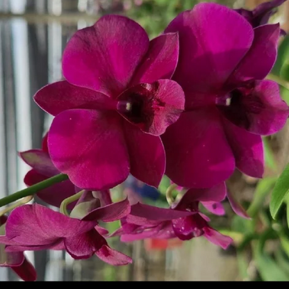 Orchid Dendrobium (Mature Blooming) Plant
