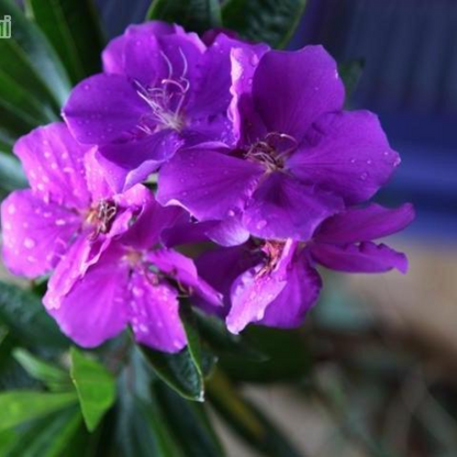 Tibouchina granulosa x grandilora Plant