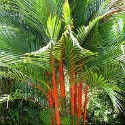 Red Neck Palm - Plant