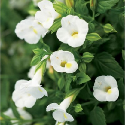 Torenia (White) Plant