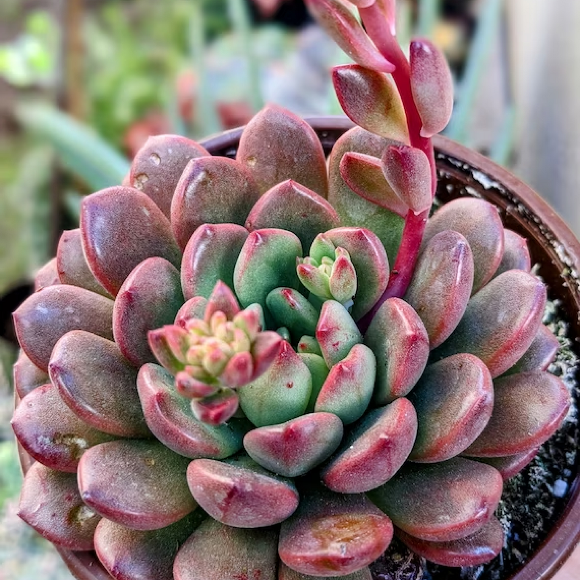 Sedeveria Pink Succulent Plant