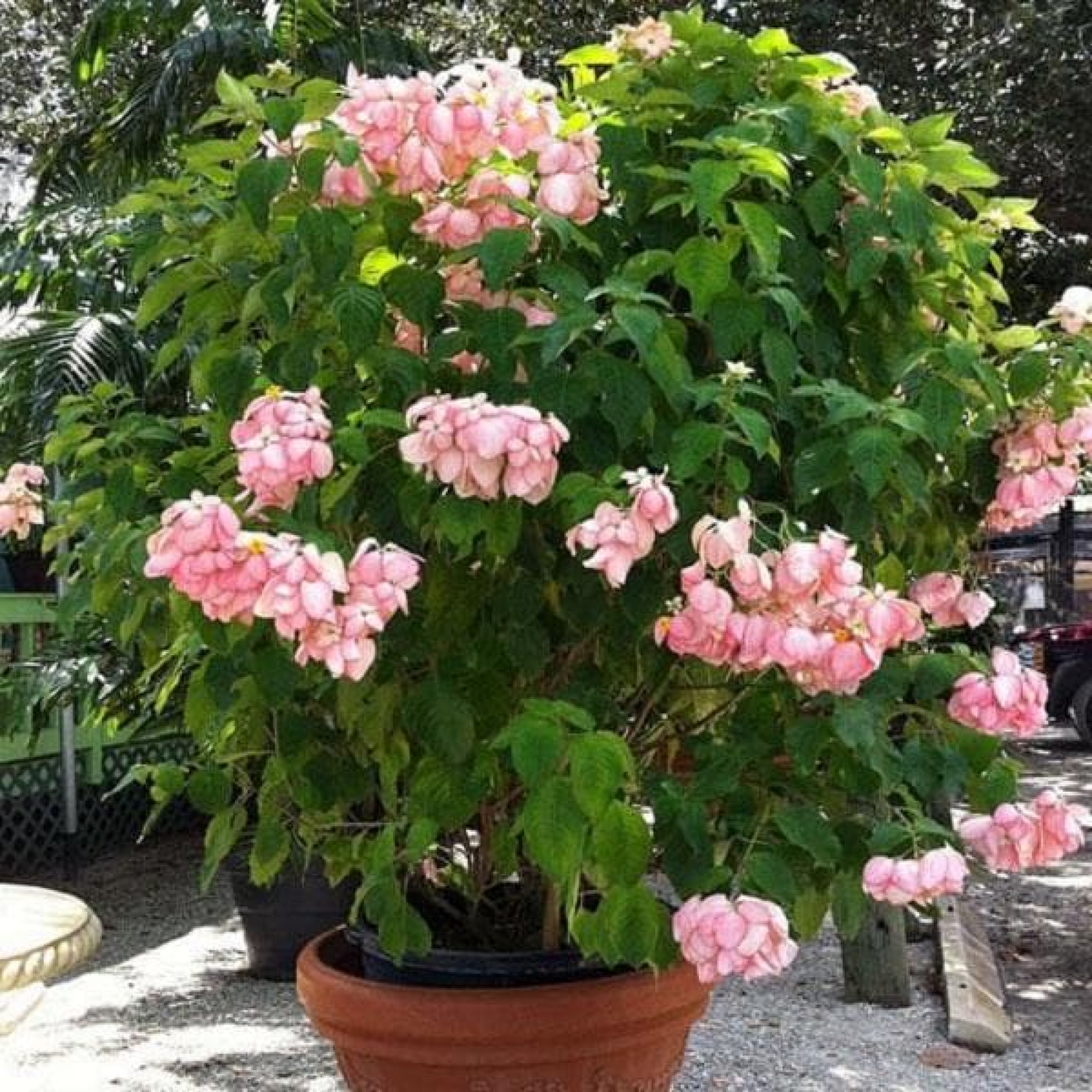 Mussaenda (Pink) Plant