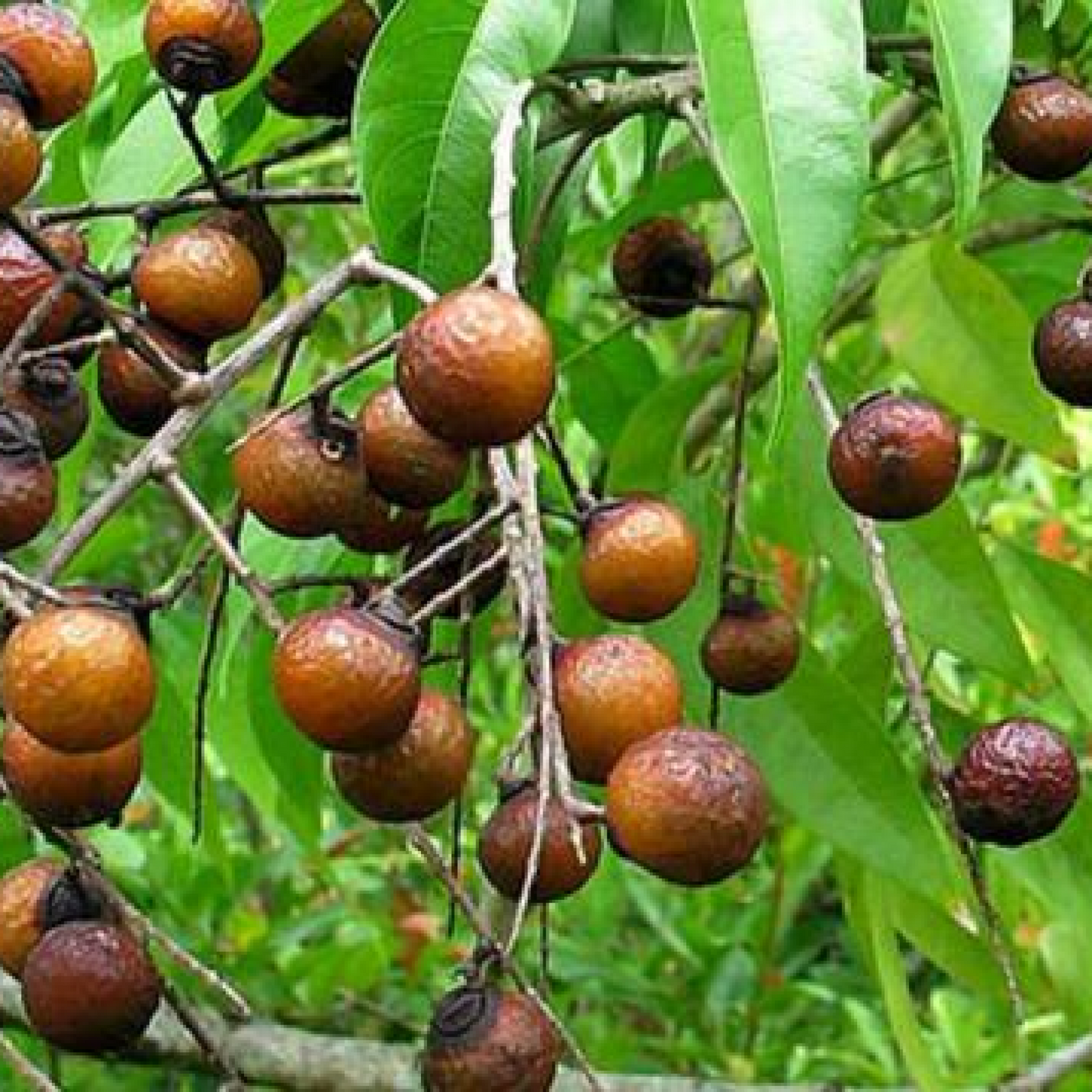 Ritha, Tree of Hasta Nakshatra, Virgo or Kanya Rashi - Plant