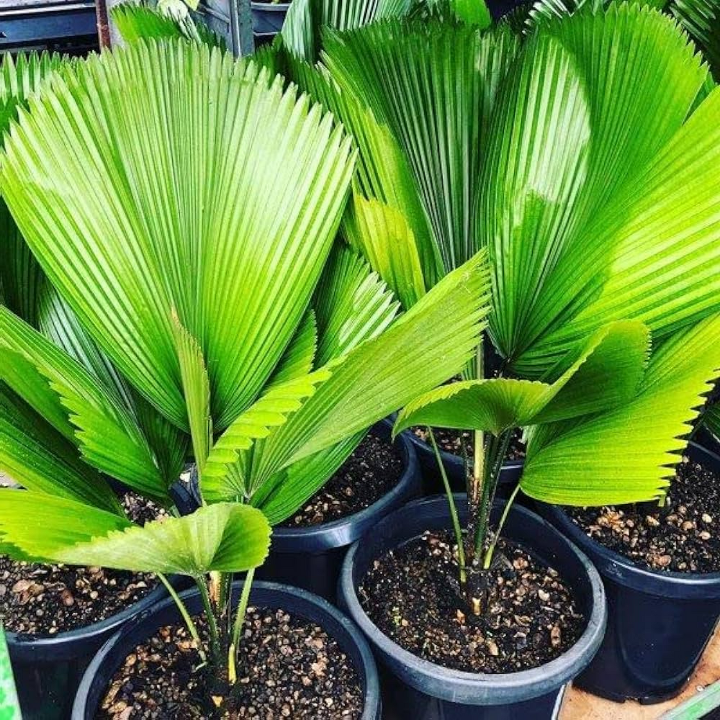 Ruffled latan palm. - Plant