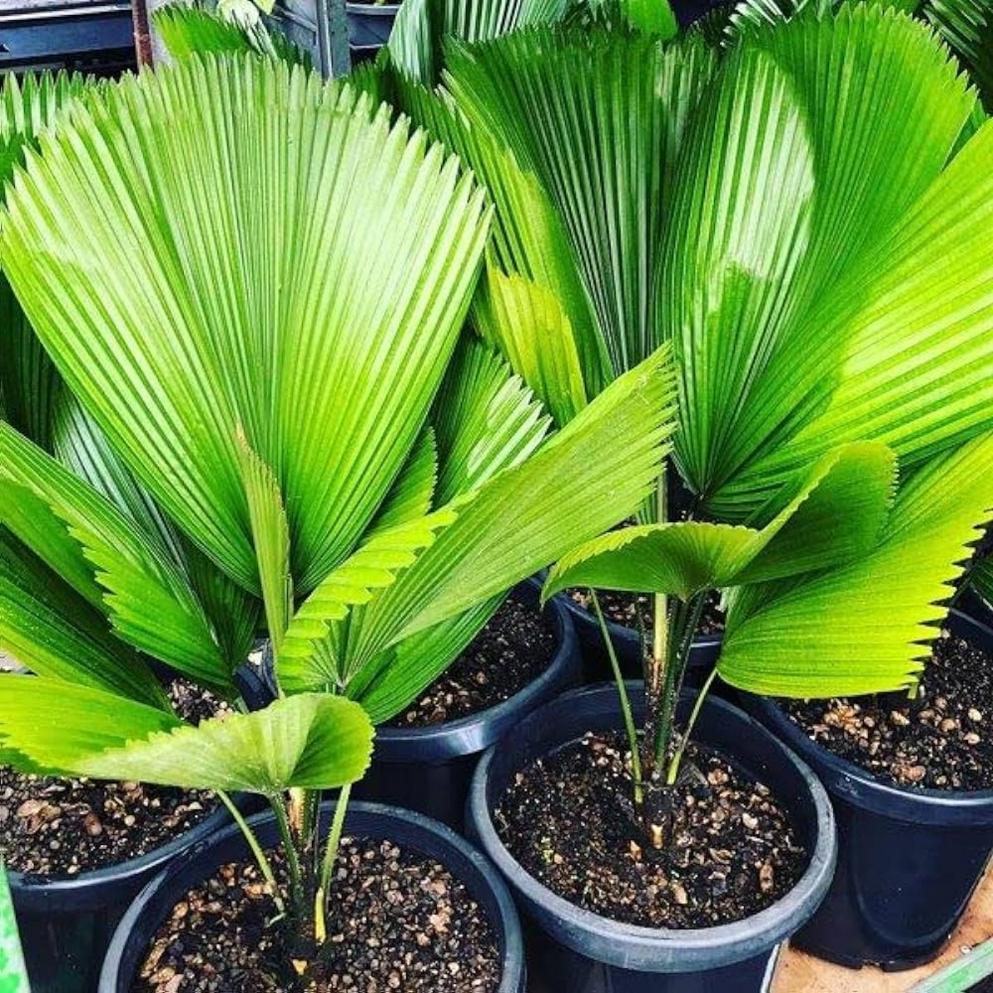 Ruffled latan palm Plant