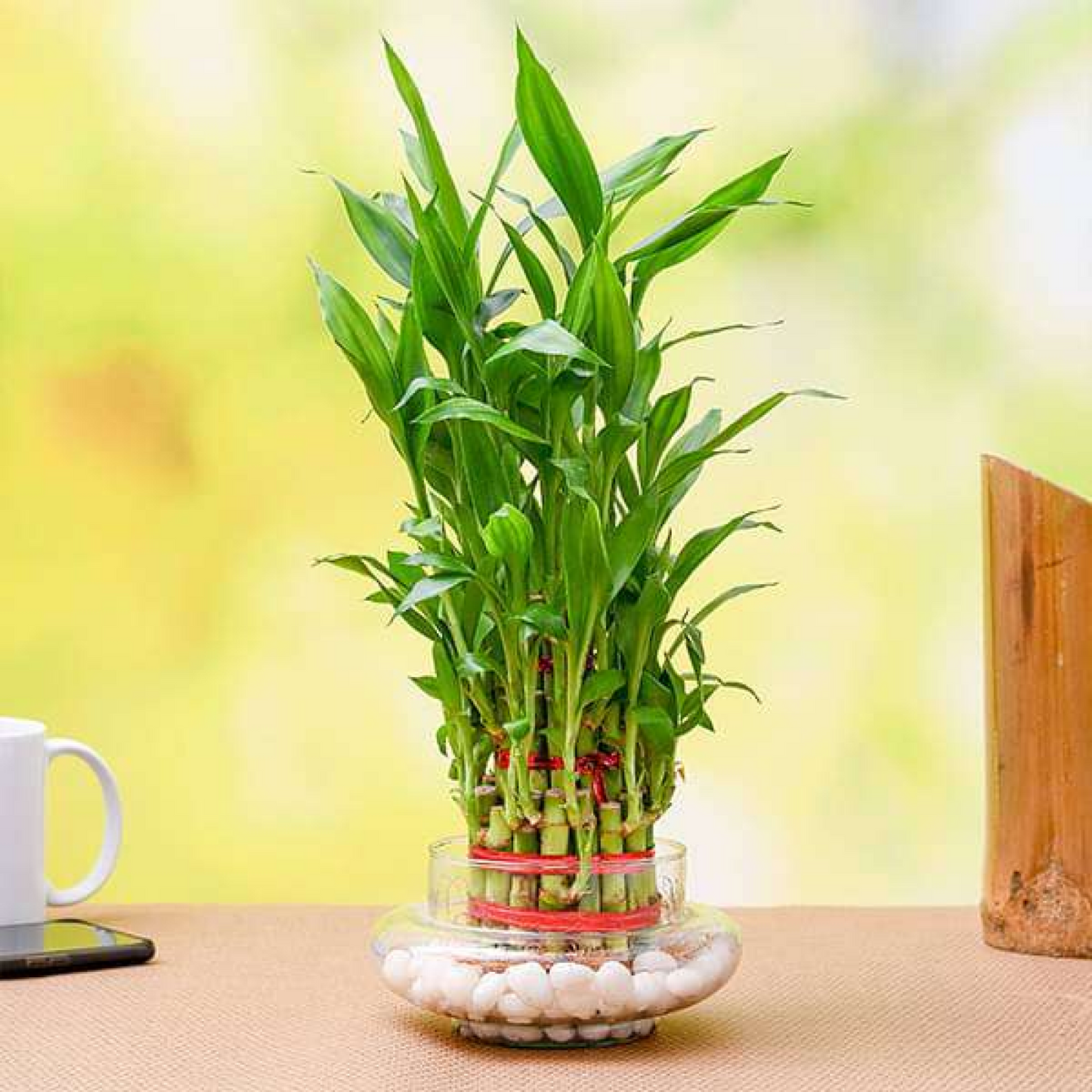 Wish Good Luck With 3 Layer Lucky Bamboo in a Glass Vase with Pebbles