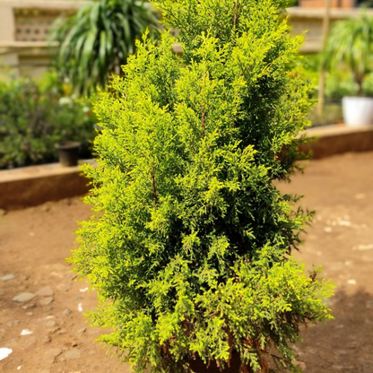 Golden Cypress Bonsai Plant