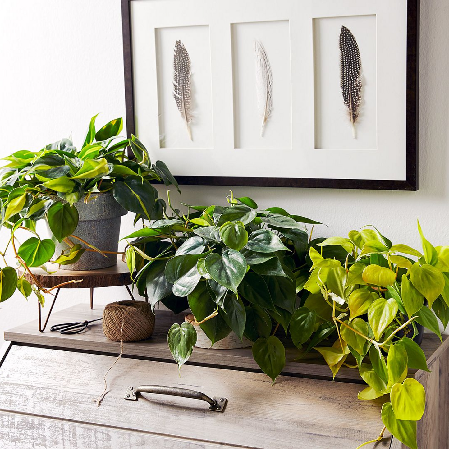 Transform home space receiving indirect light with houseplants