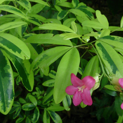 Lemonia spectabilis variegata Plant