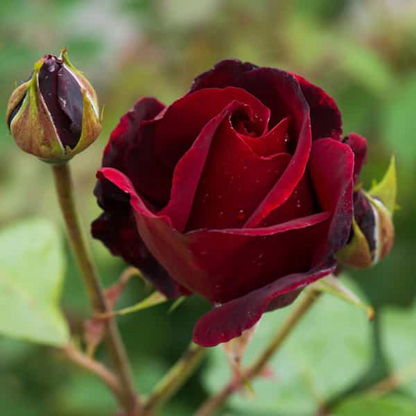 Rose (Maroon) - Plant