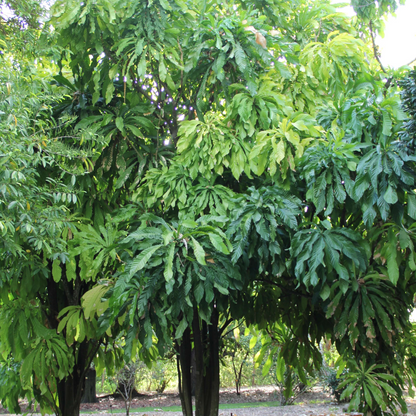 Gustavia Superba Plant