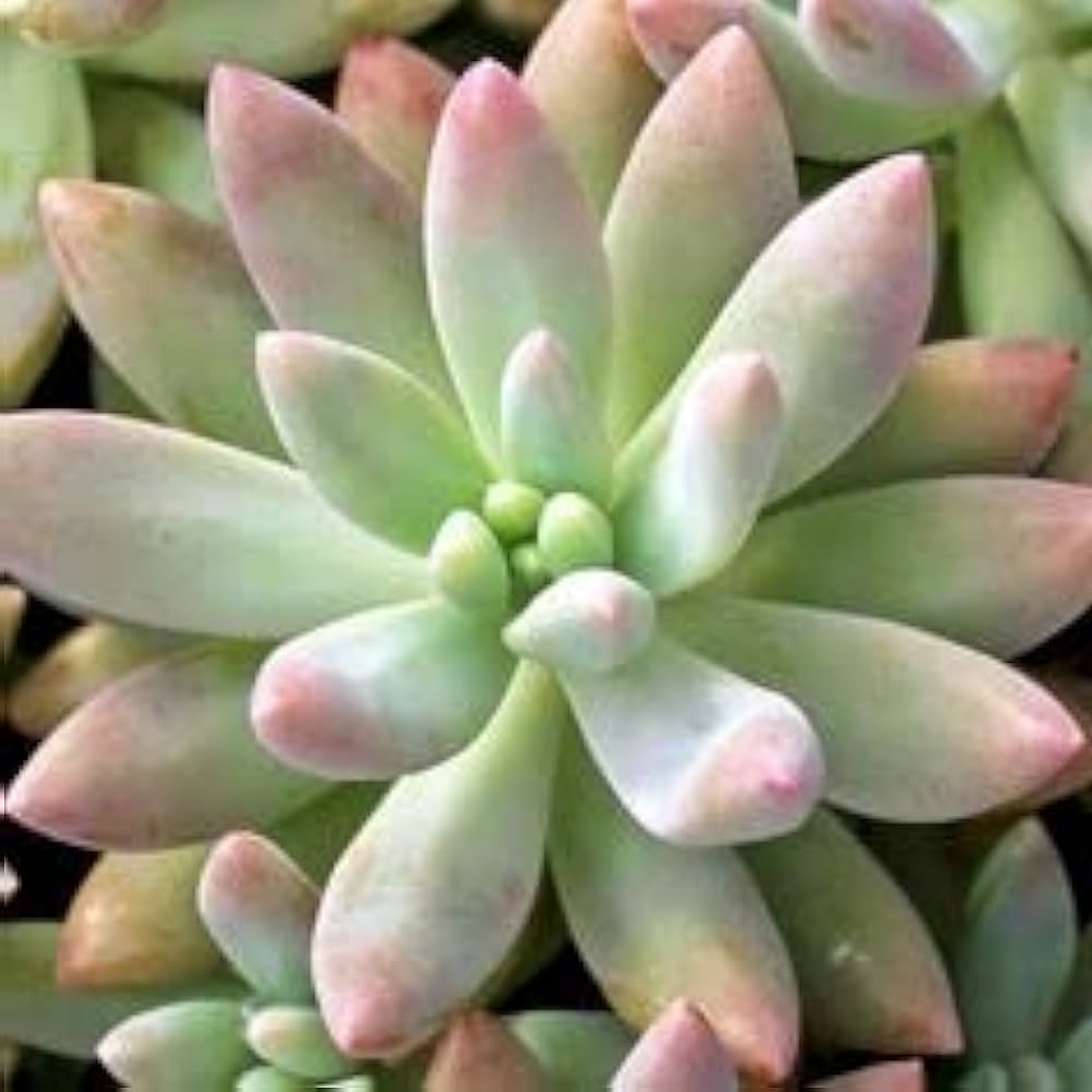 Graptosedum Darley Succulent Plant