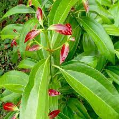 True Cinnamon Bay Leaf Patram Plant