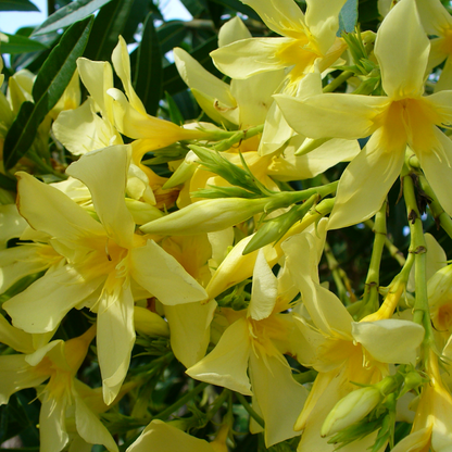 Kaner Nerium (Yellow Double) Plant