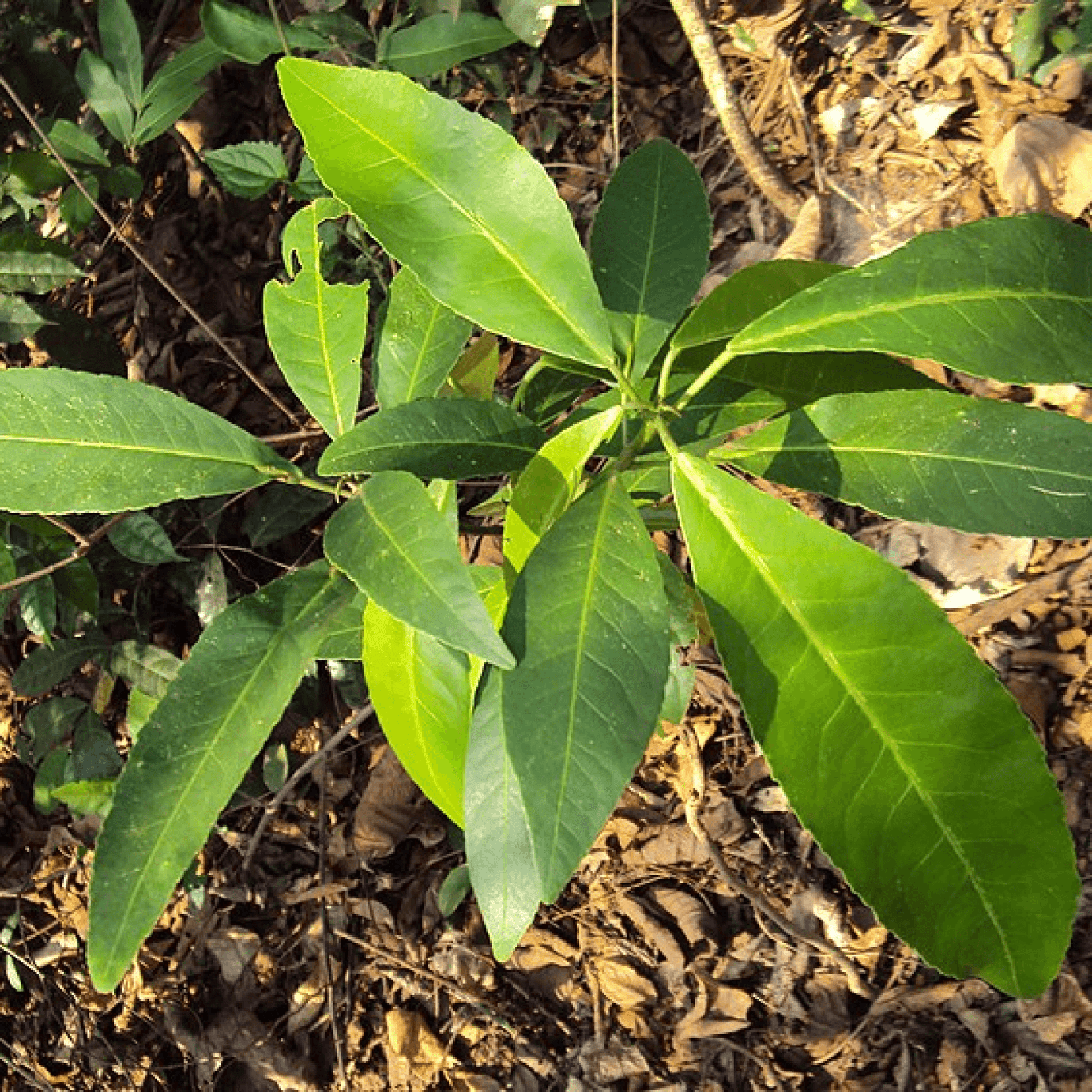 Croton Persimilis Plant