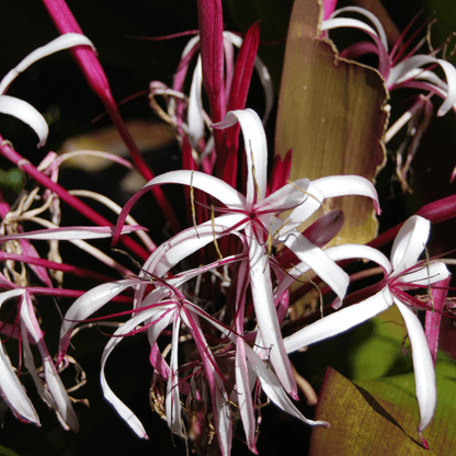 Crinum Rubra Plant