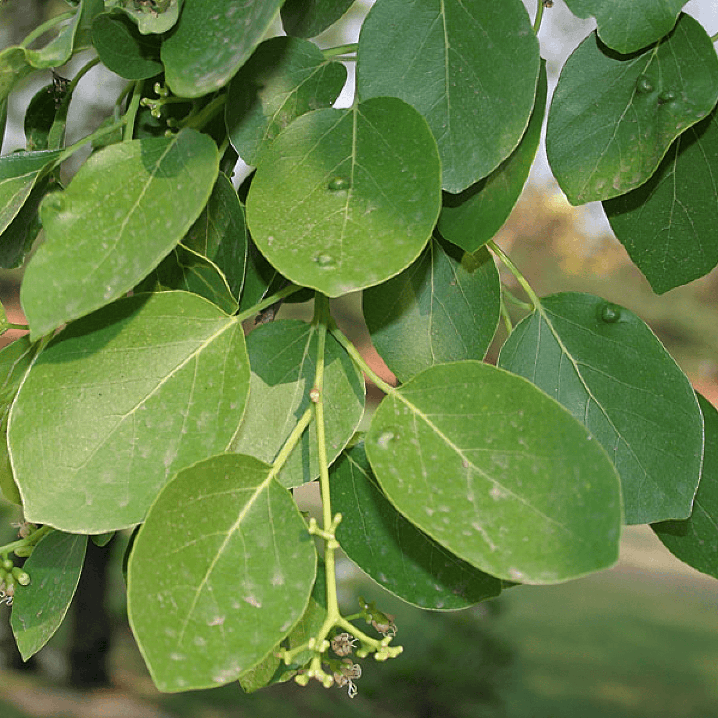 Cordia Dichotoma Plant