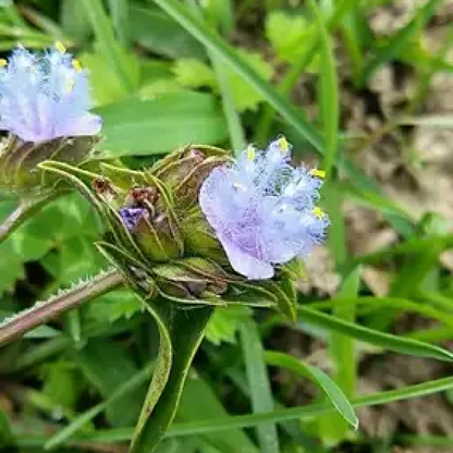 Cyanotis Arachnoidea Plant