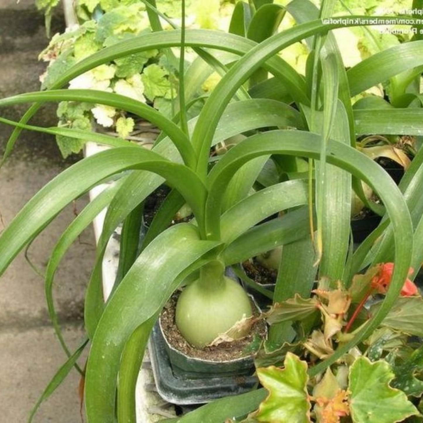 Pregnant Onion Albuca bracteata Plant