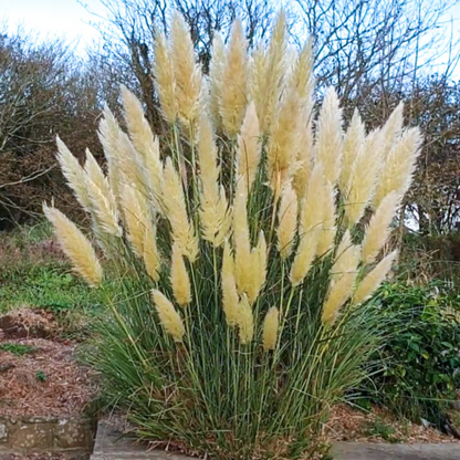 Pampas Grass Cortaderia (white) Plant
