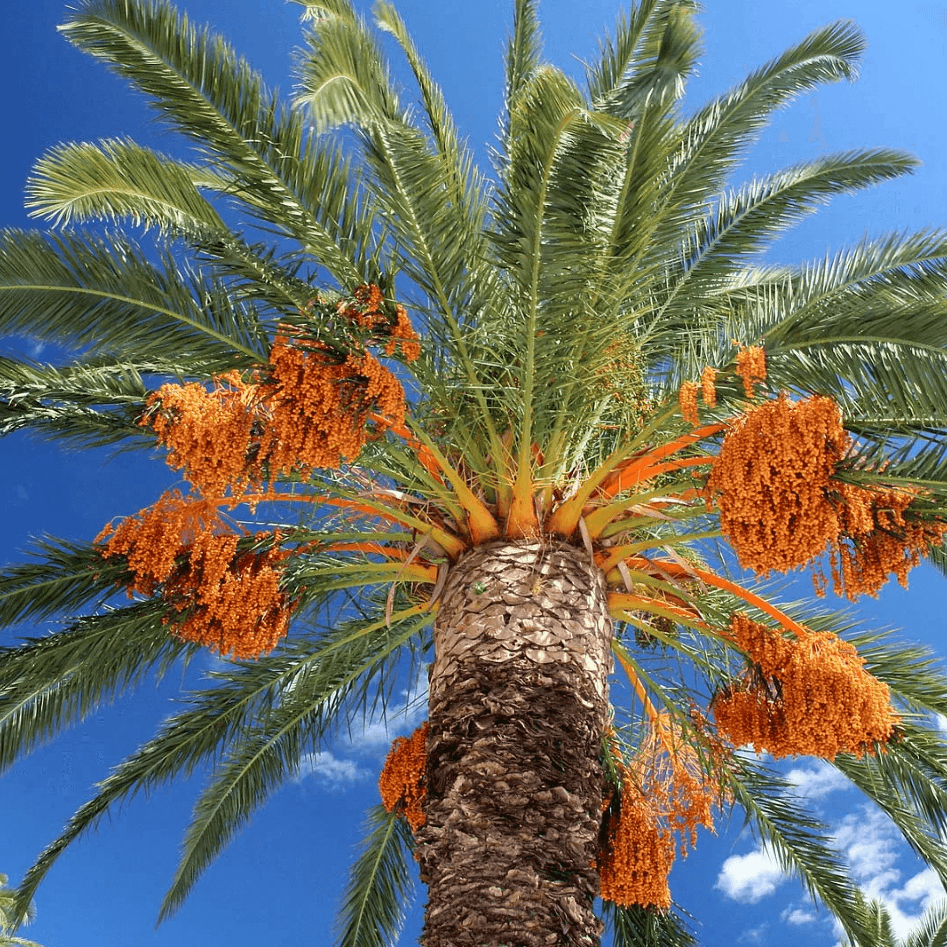 Date Palm Plant