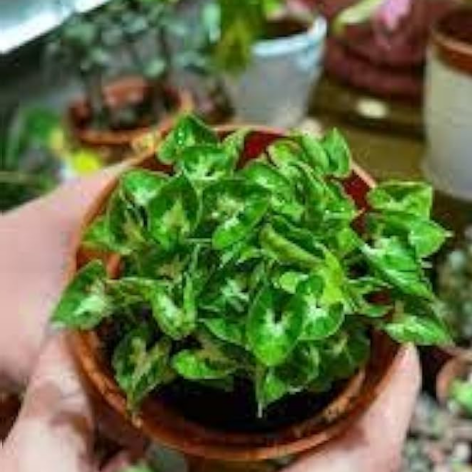 Syngonium podophyllum Mini Pixie Plant