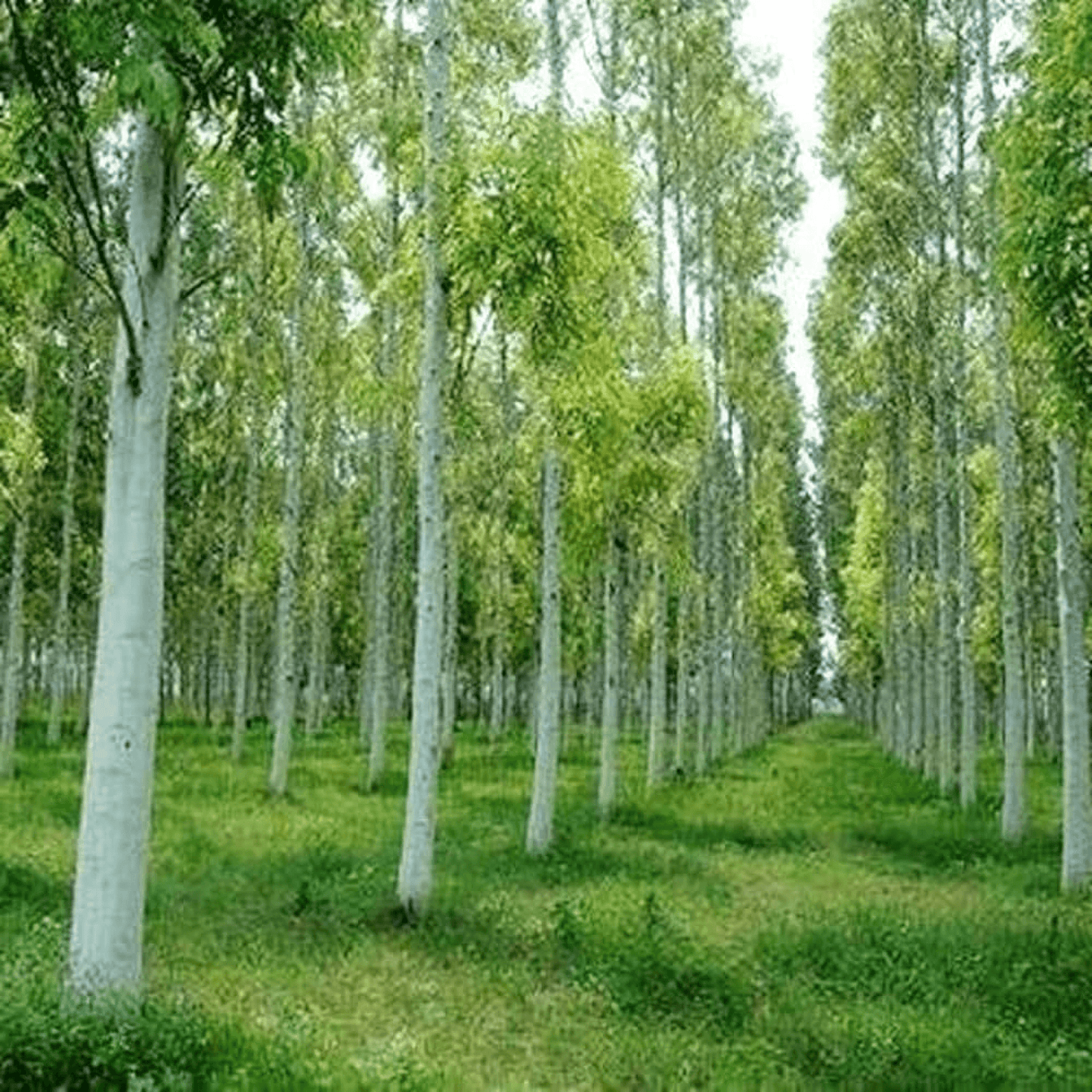 Eucalyptus Tree Nilgiri Tree Plant