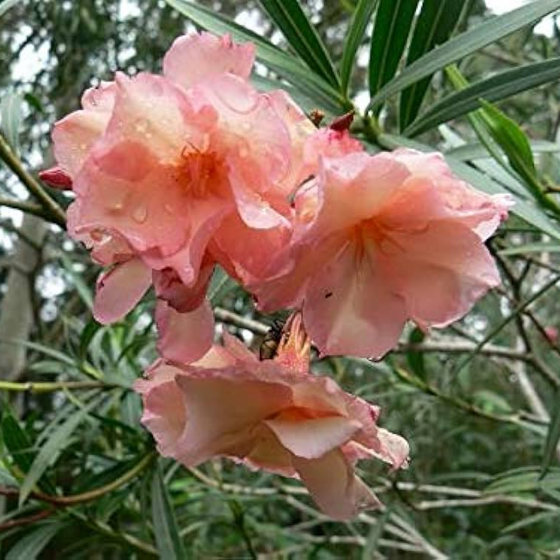 Kaner Dwarf Nerium Oleander Plant