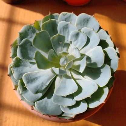 Echeveria Snowball Succulent Plant