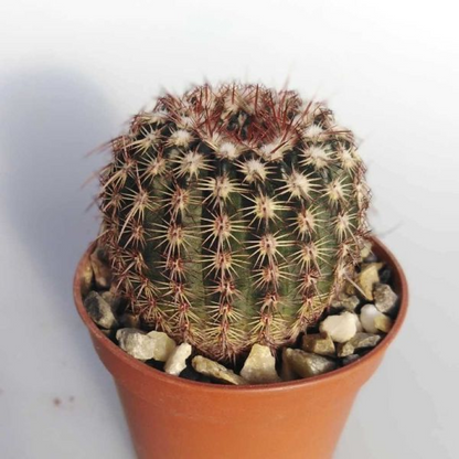 Notocactus rutilans Cactus Plant