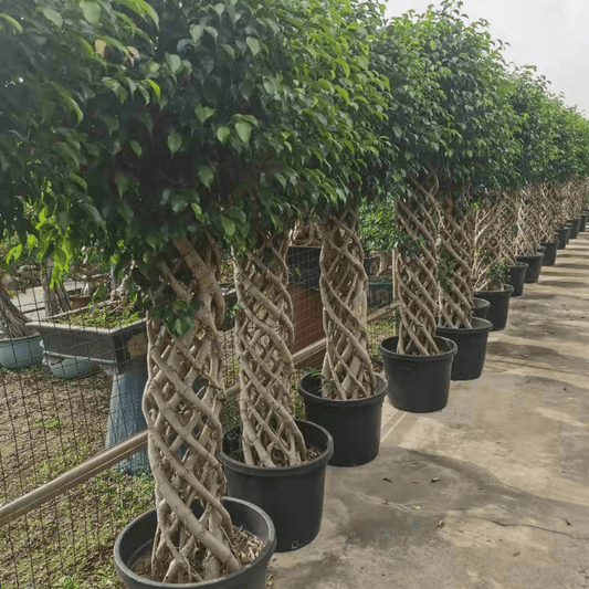 Ficus Cage Shape 150cm Plant