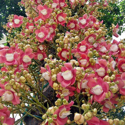 Kailashpati Cannon-ball Tree Plant