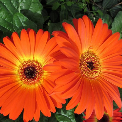 Gerbera (Orange) - Plant