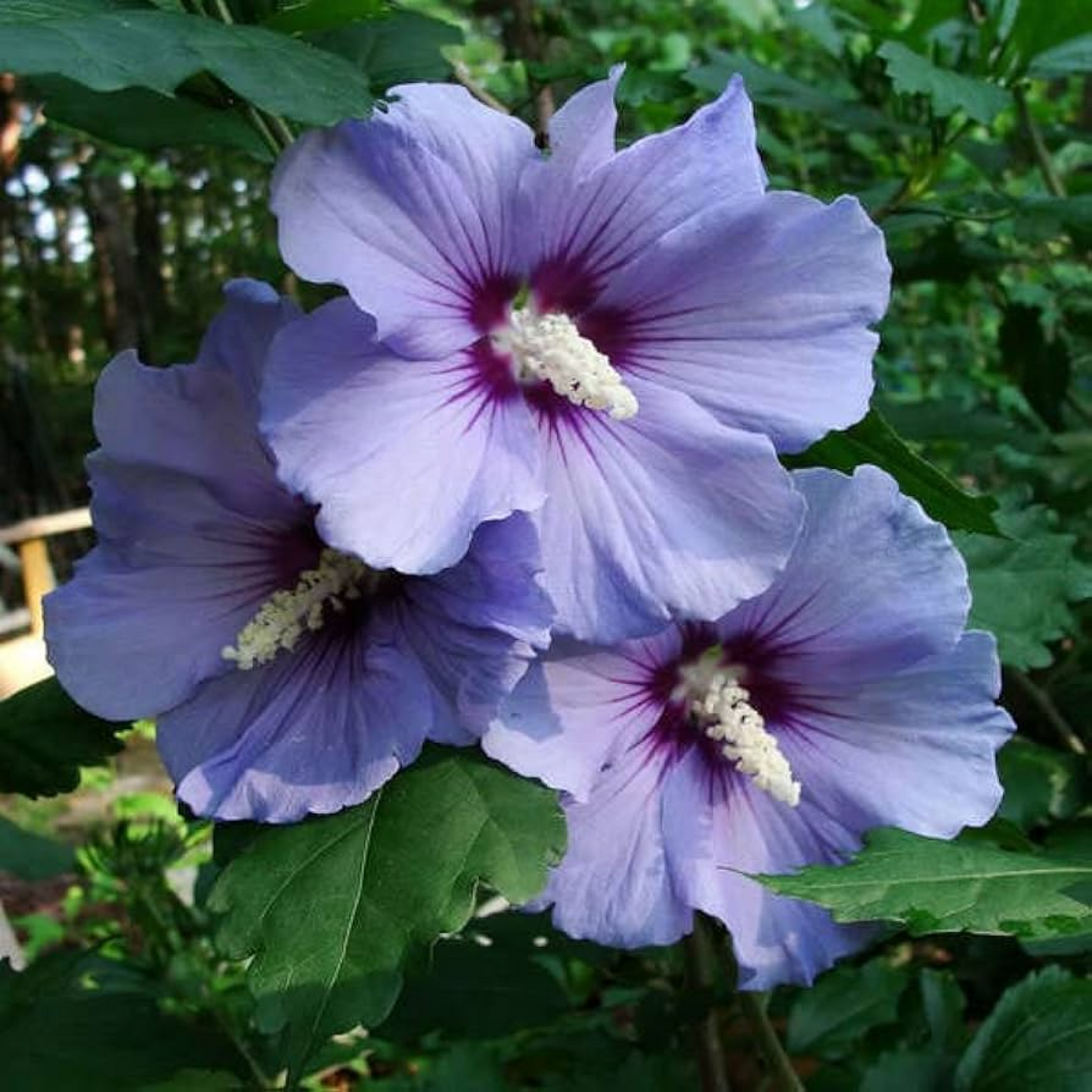 Hibiscus, Gudhal Flower (Purple) - Plant