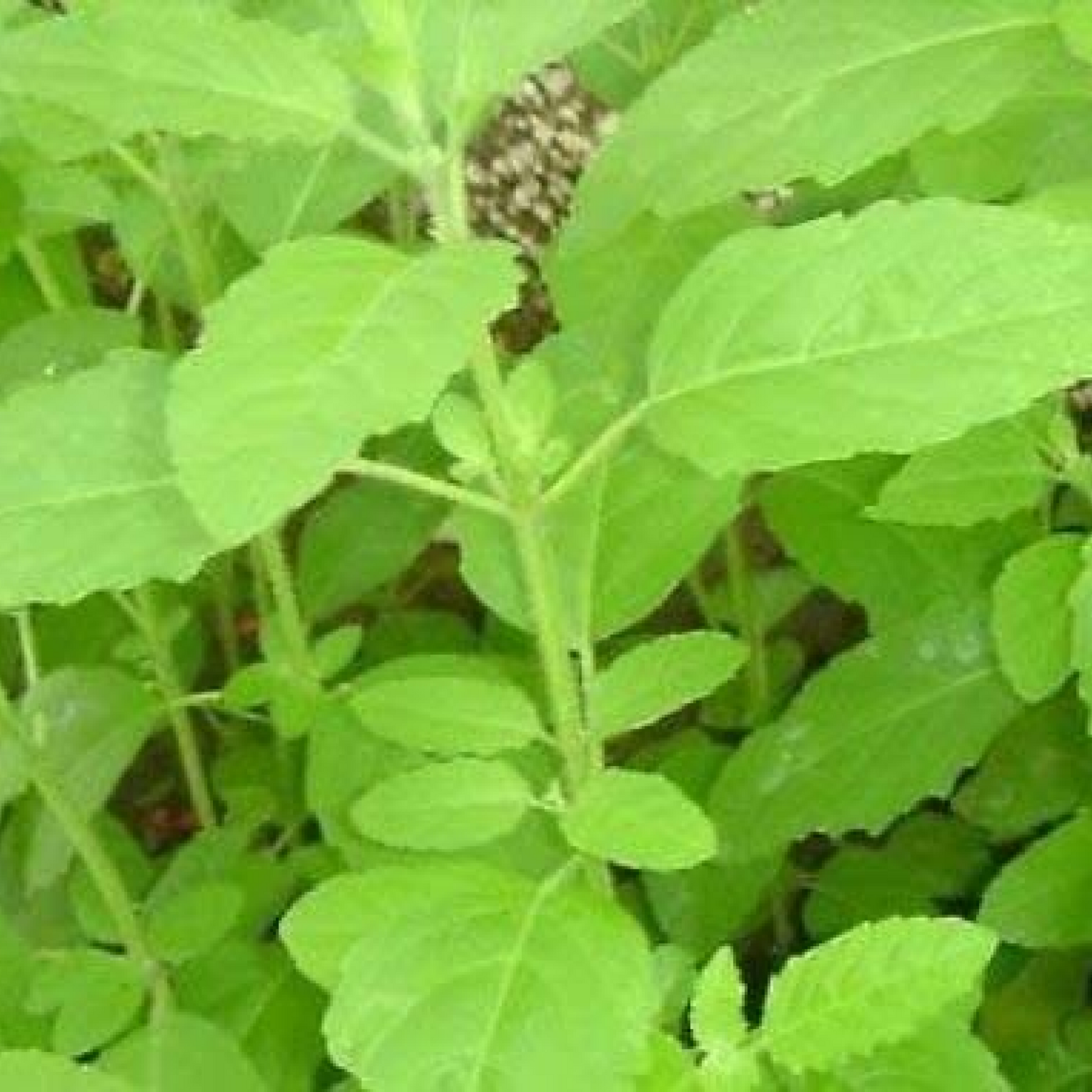 Buy Rama Tulsi Holy Basil Green Plant Vermi Organics