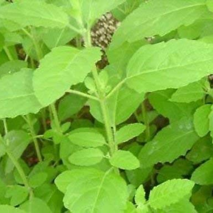 Rama Tulsi Plant, Holy Basil, Ocimum sanctum (Green) - Plant