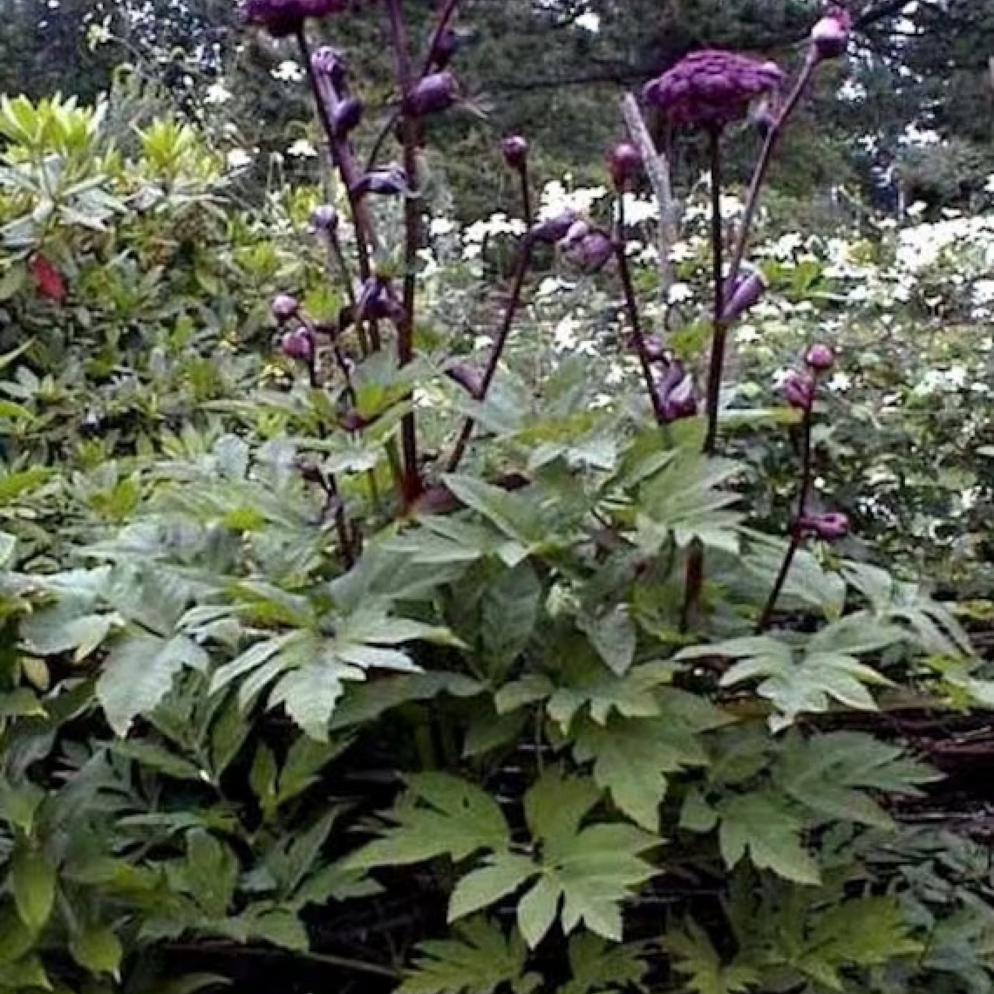 Purplestem Angelica Plant