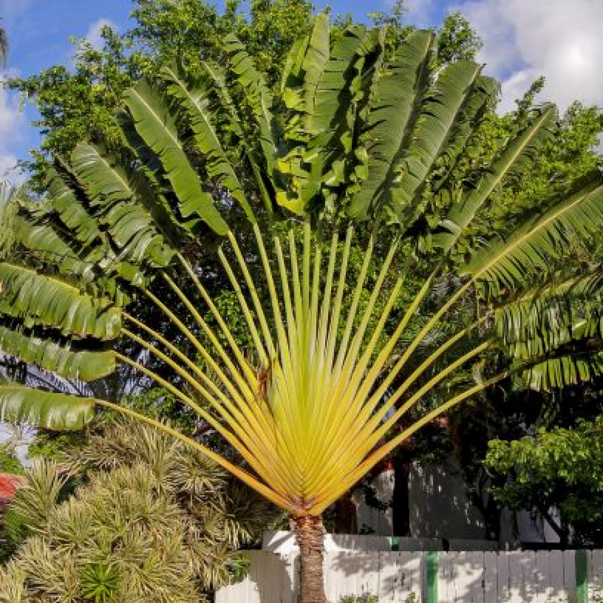 Travellar Palm Plant