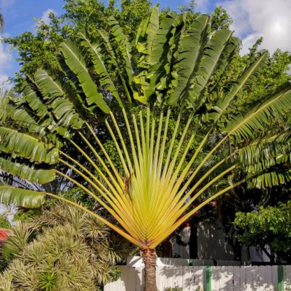 Travellar Palm - Plant