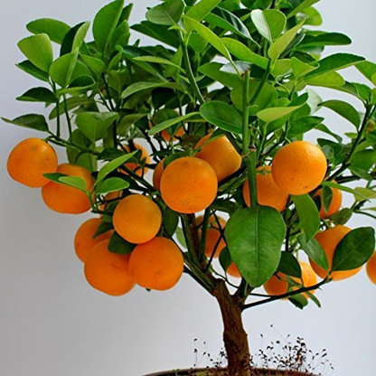 Orange Fruit, Santra - Plant