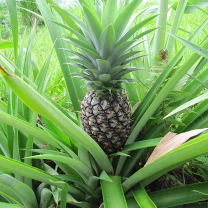 Pineapple Anannas Plant