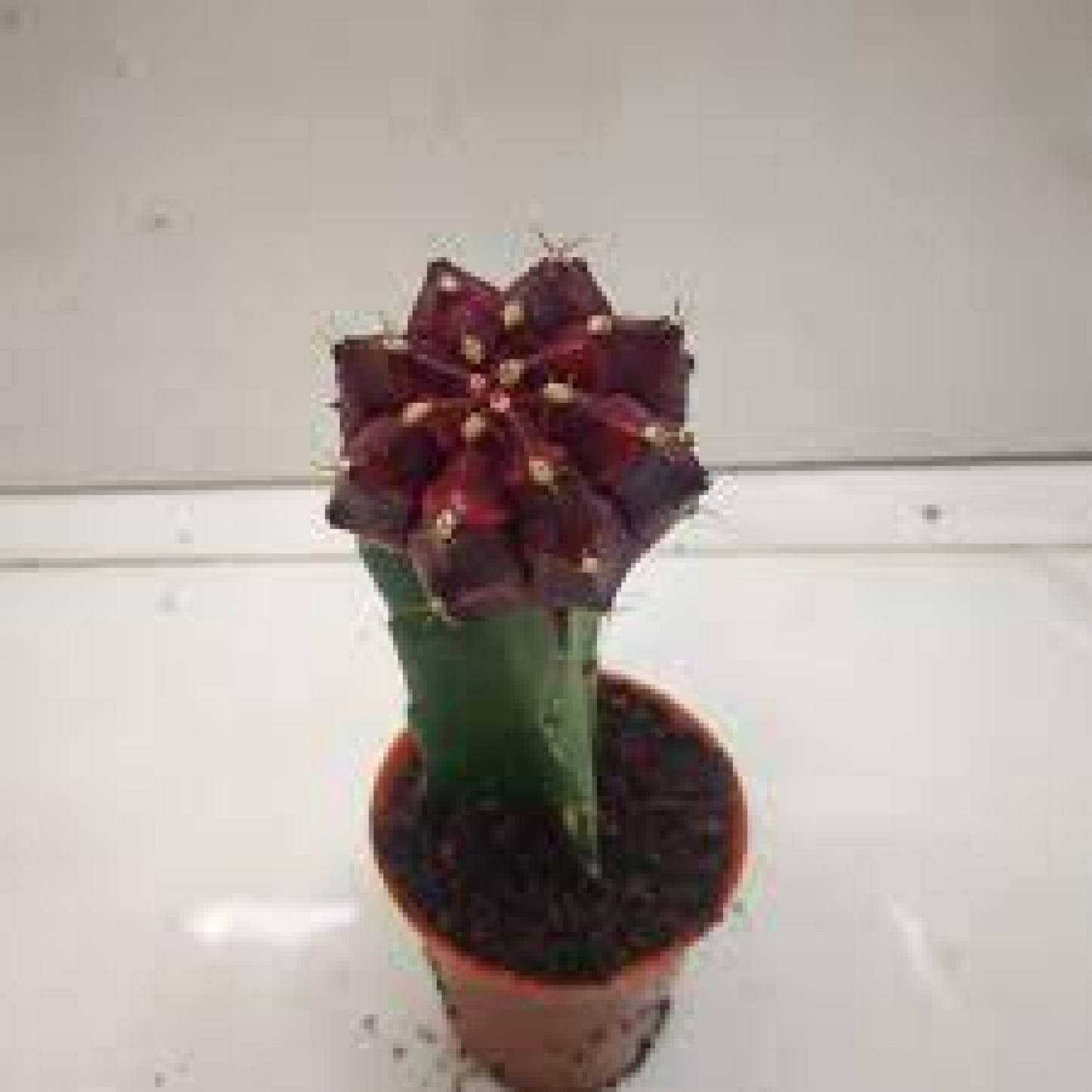 Moon Cactus (Grafted Maroon) Cactus Plant