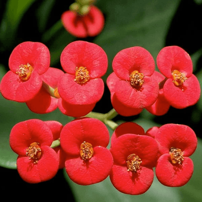 Euphorbia (Red) -  Plant