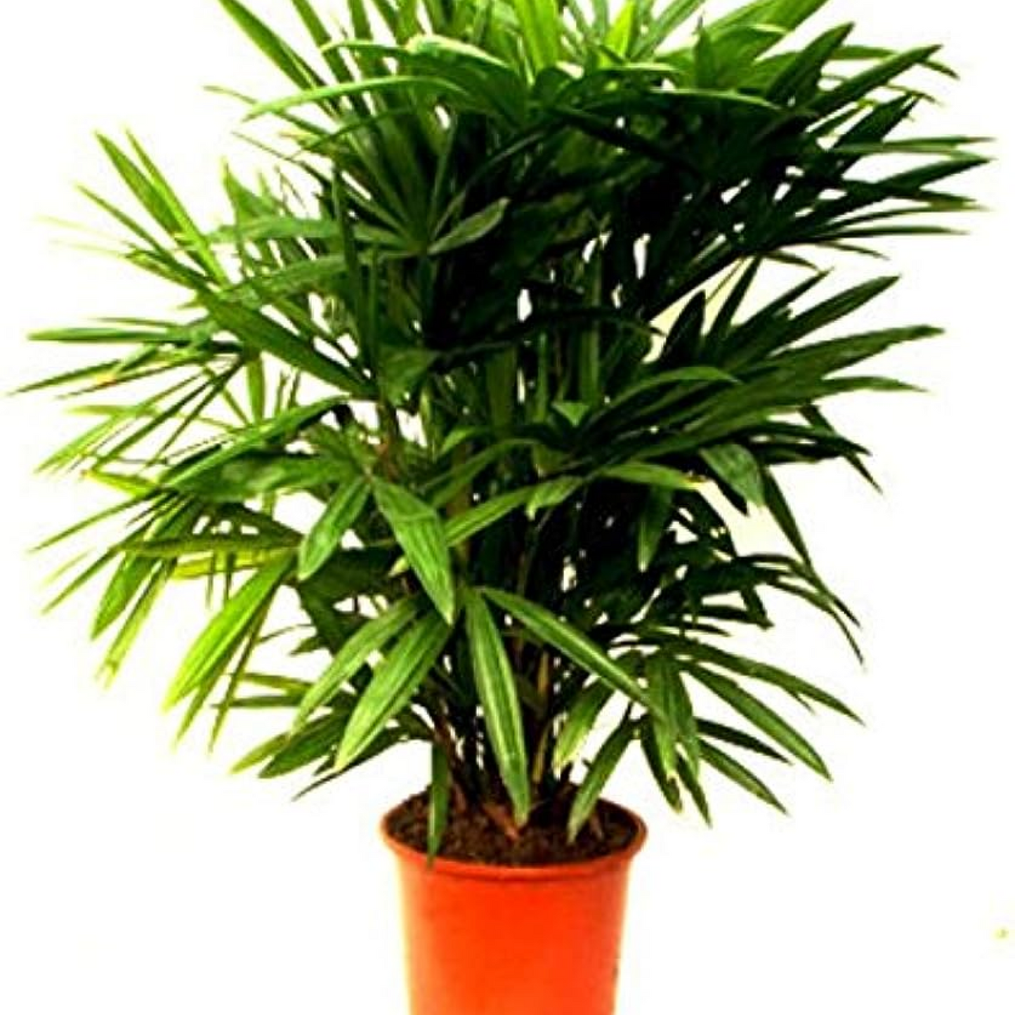 Raphis Palm, Lady Palm - Plant