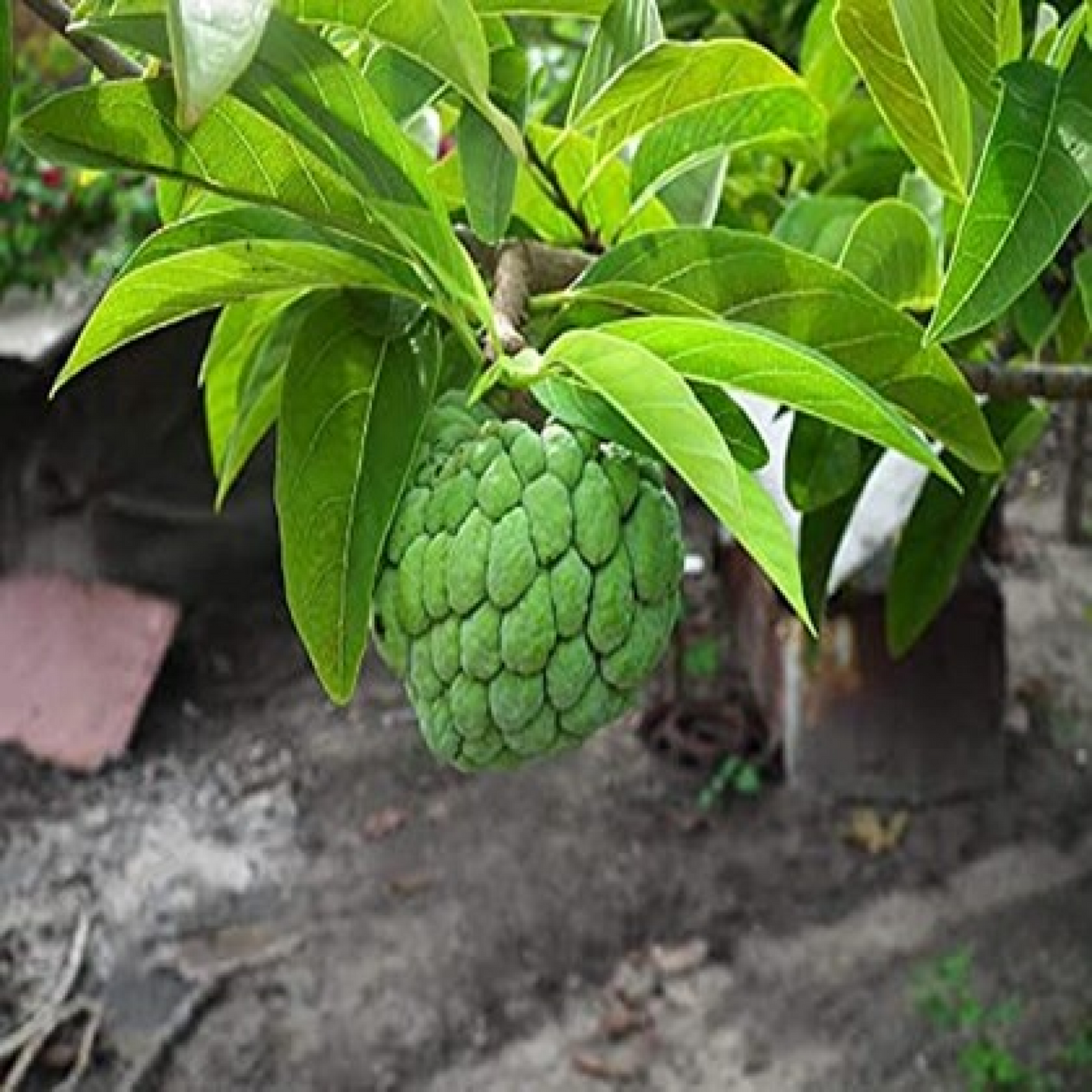 Sitaphal, Annona squamosa (Grafted) - Plant
