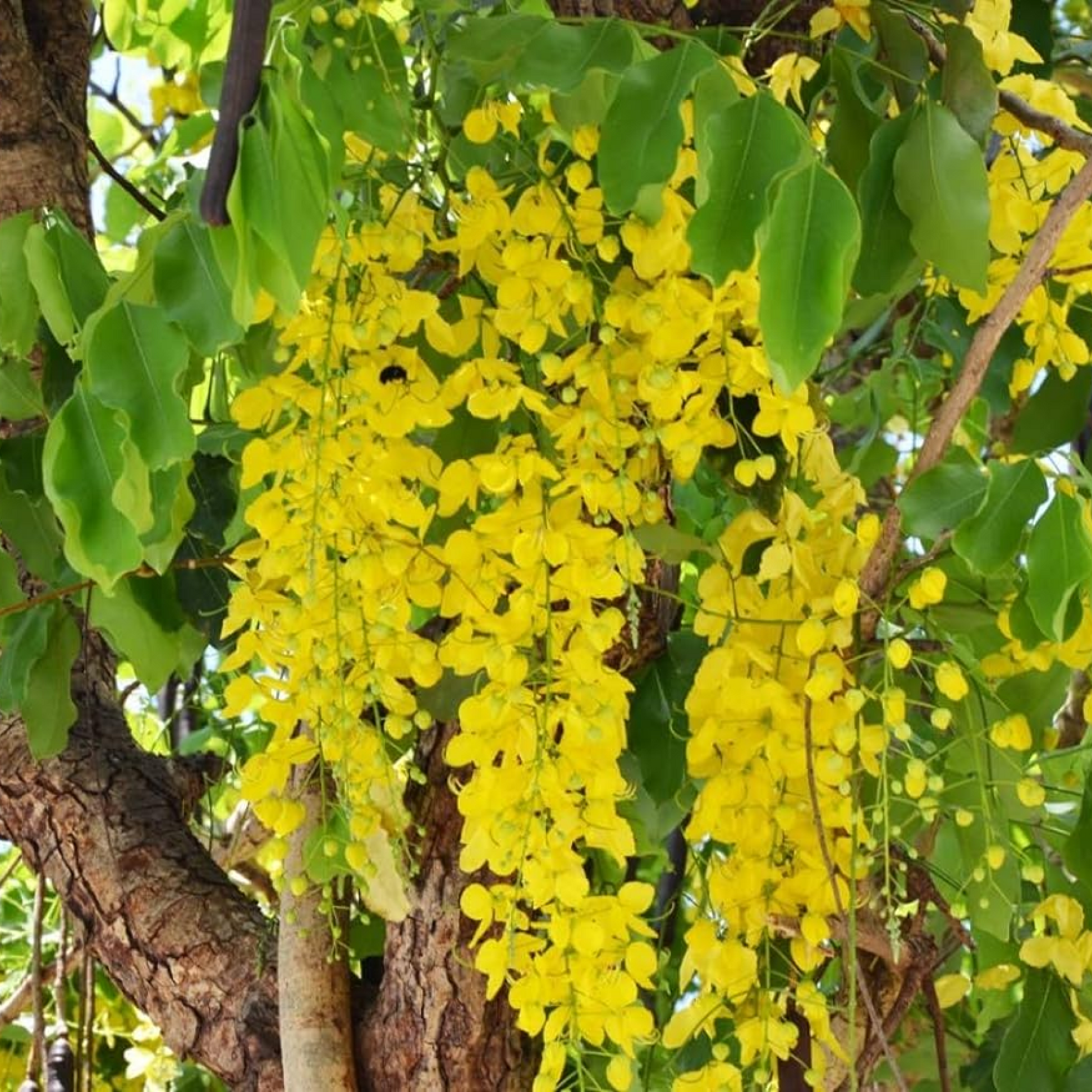 Flower of Kerala Bahava Plant