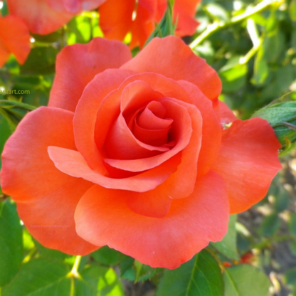Rose (Orange) - Plant